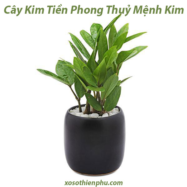 Cây kim tiền phong thuỷ mềnh kim 